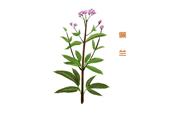 佩兰1.jpg